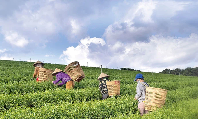 Matériaux d'hydrocarbures dans l'agriculture